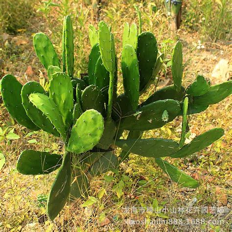 仙人掌功能|仙人掌（仙人掌科仙人掌属植物）